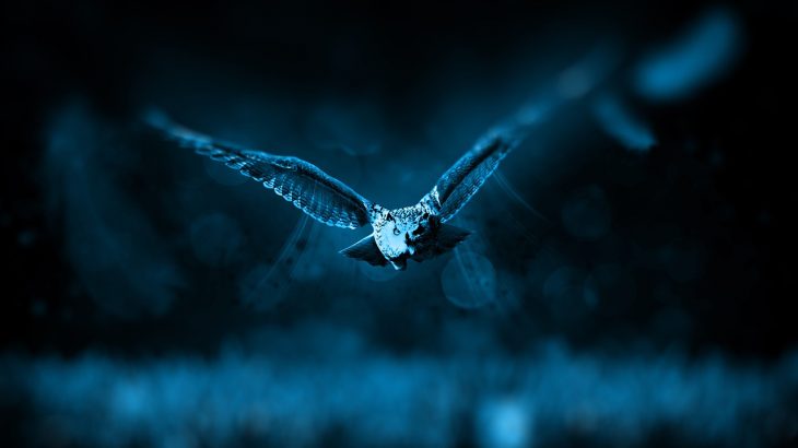 why are some animals nocturnal
