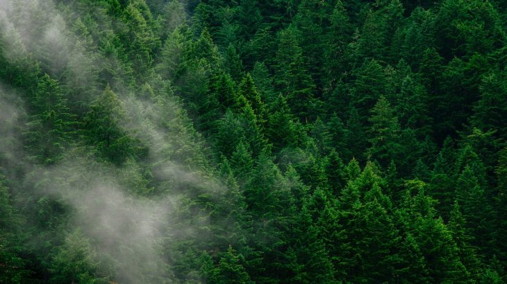 Scientists can identify forest areas in need of conservation management and investigate how soil carbon sinks impact atmospheric CO2 levels.