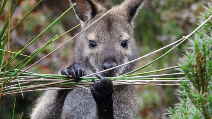 Australia's native mammals rely on the balance indigenous hunters bring to the continent's food webs.