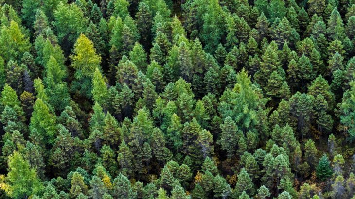 More than half of the carbon stored in the world’s forests is located in regions where the trees are relatively young.