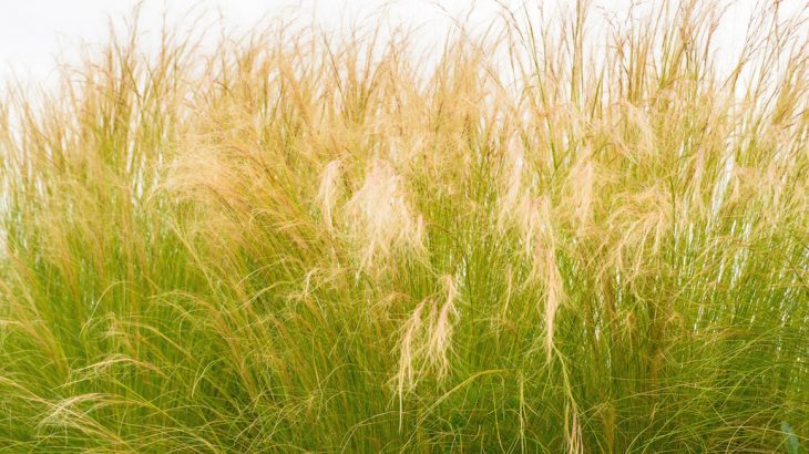 Wild grasses steal genes from their neighbors by essentially genetically modifying themselves to enhance their own survival.