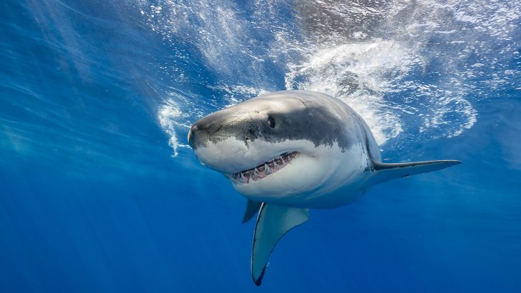 A new study from the National Institute of Polar Research in Japan has found that sharks slow down dramatically when they are hungry and ready to pounce on their prey.