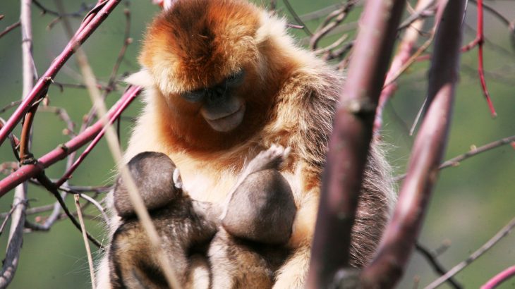 Researchers observed golden snub-nosed monkey infants being nursed by a monkey other than its mother during a five-year field study.