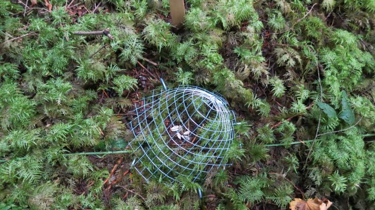 Researchers investigated the Darwinian theory that species located in the tropics and lower elevations interact more with other species.