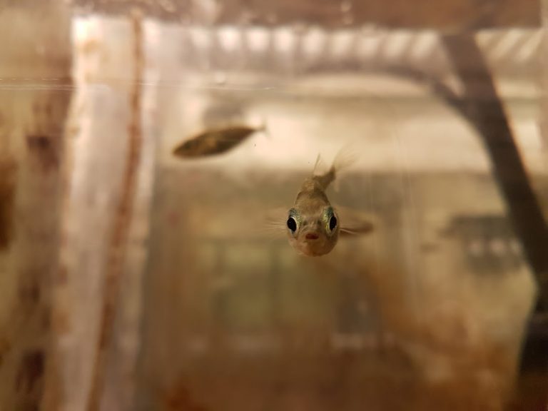 Female fish delivers offspring after eggs are fertilized inside of her