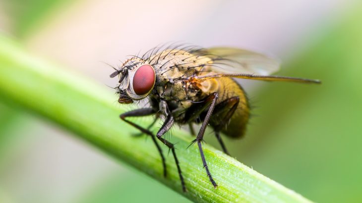A new study has found that while sleep plays a vital role in wellbeing and cognition in humans, for male fruit flies, it is not essential to survival.