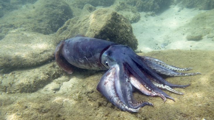 A protein discovered in the ringed teeth of a squid's arms may provide a biodegradable and renewable alternative to plastics.