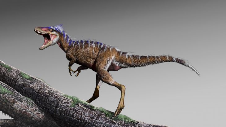 The small tyrannosaur, Moros intrepidus, narrows a 70-million-year gap in the fossil record and sheds new light on how T. rex took control of the continent.