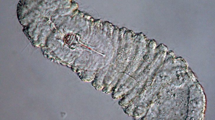 A new phylogenetic study found evidence to support the theory that arrow worms formed an evolutionary group with gnathiferans.