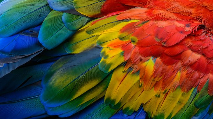 The hexagonal patterning of bird feather growth relies the same signaling pathway used to form hair, teeth, and scales in mammals, fish, and reptiles.