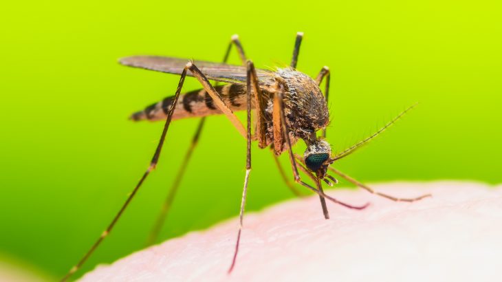 A team of experts in Italy has found that mosquitoes can be genetically modified to make them less of a threat to human health.