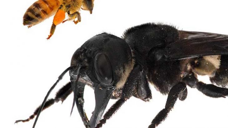 In a rare sighting, a team of intrepid researchers spotted the world's largest bee species living in a termite nest in Indonesia in January.