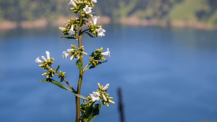 The Yerba santa shrub native to California has promising anti-inflammatory properties that new research shows could potentially treat Alzheimer’s.