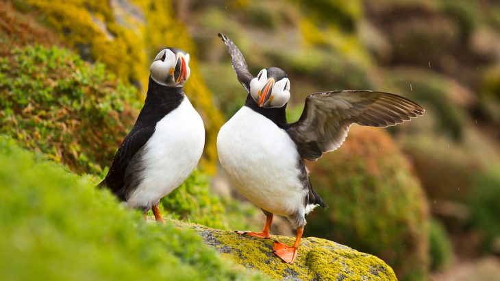 Word that the puffin population has increased is especially welcome news after it was reported in May 2018 that the numbers were down by 12 percent.