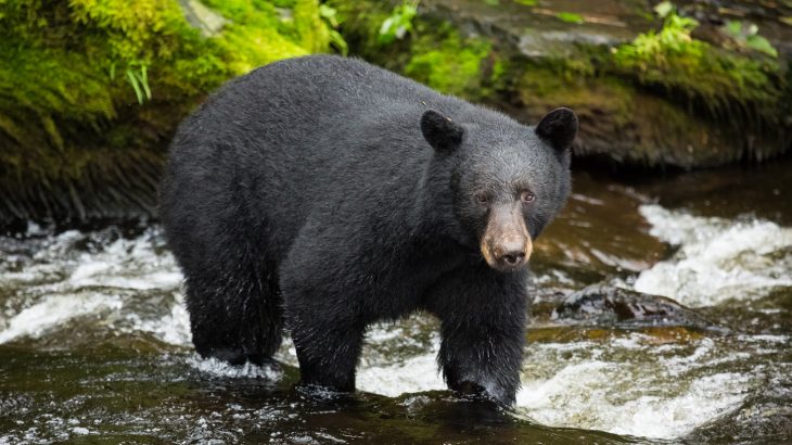 A new study published in Nature found that bears who eat human food hibernate for shorter periods, thus accelerating their cellular aging.