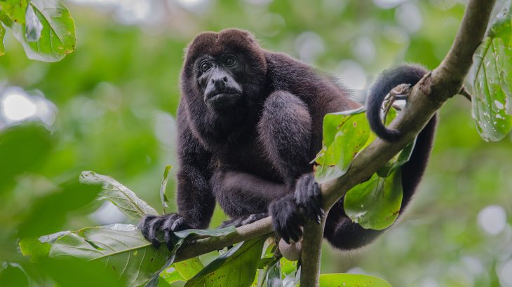 A new study explains that future climate change could be cause an upset in the equilibrium and interactions within the natural food chain that links predators to herbivores.