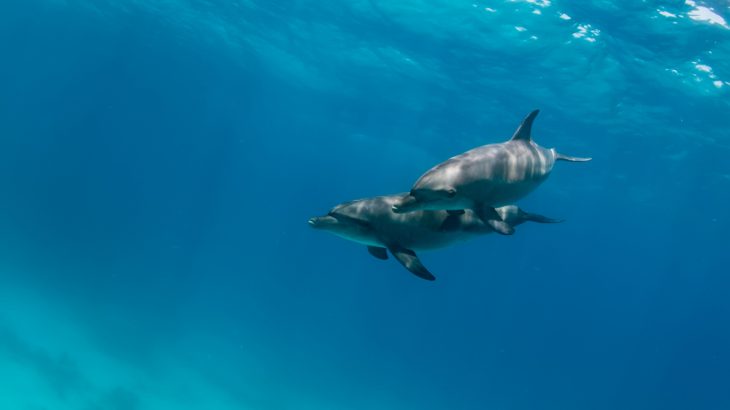 Male dolphins form strong bonds to a best friend, sometimes for life, a new study has found.