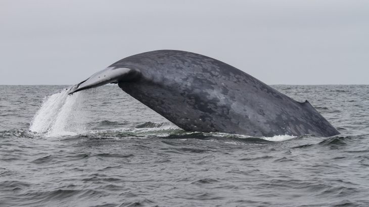 Researchers have discovered that blue whales locate productive feeding sites by relying on their memories instead of depending on environmental cues.