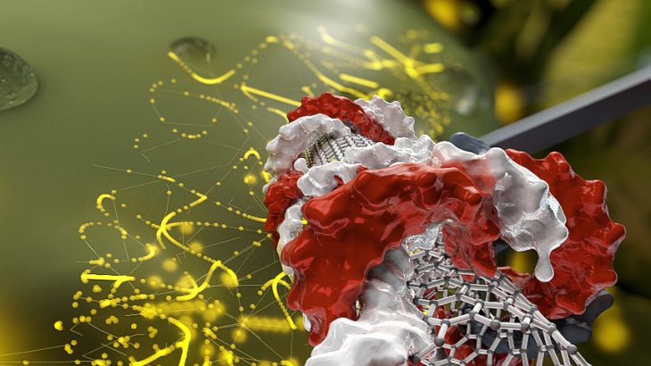 Researchers have created a new method of genetic engineering that seamlessly delivers genes into a plant’s nucleus using a carbon nanotube.