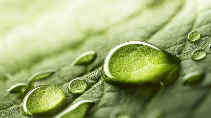 For the first time, the spread of pathogens after a raindrop hits an infected plant has been observed using a high-speed video camera.