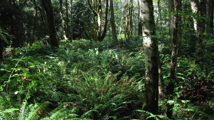 Red alder trees play an important role in promoting healthy forest ecosystems by tapping into nutrients that are locked in bedrock.