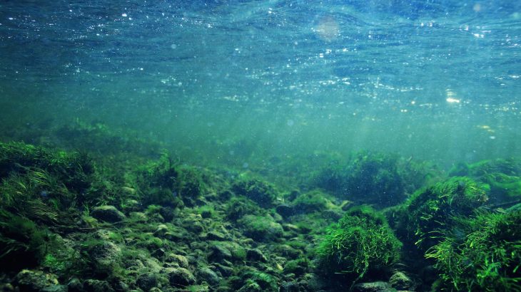 A new study has revealed that underwater algae may have been responsible for passing along the built-in ability of plants to detect and respond to drought.