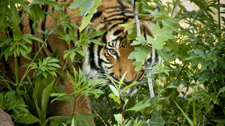The United States has a pet tiger problem that was made all the more apparent by recent news of a tiger left abandoned in a Texas home.