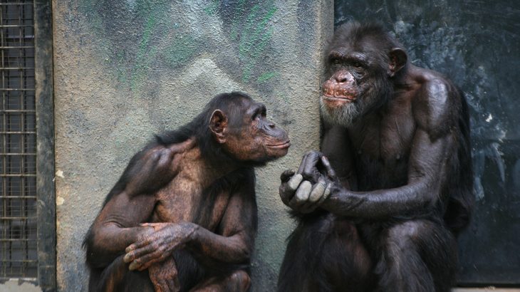 New research argues that knowledge of animals’ social lives and culture must be taken into consideration during the planning process of conservation efforts.