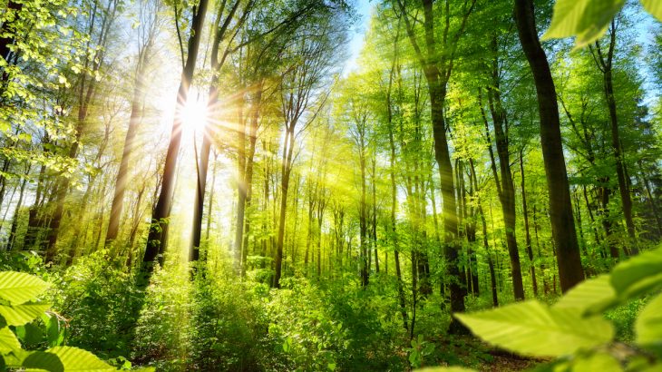 After conducting a study of the world’s forests, one scientist argues that planting a little over one trillion new trees could cancel out ten years of emissions.