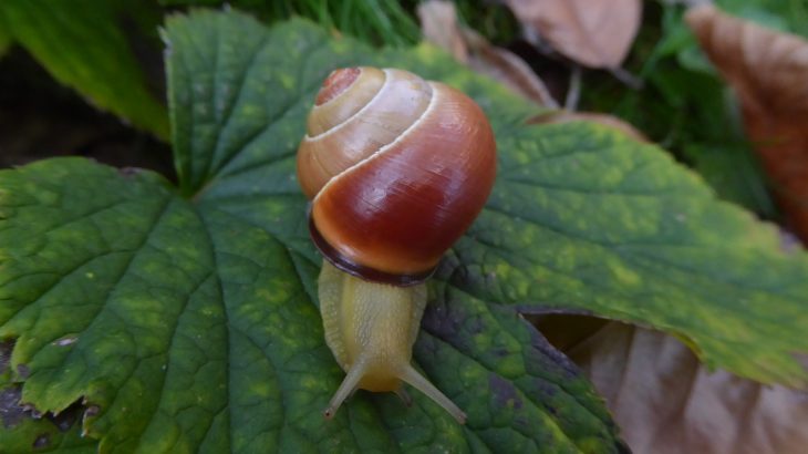 Remember the big debate over the color of the dress? Now, a new study of snail shells has once again revealed that people see some colors differently.