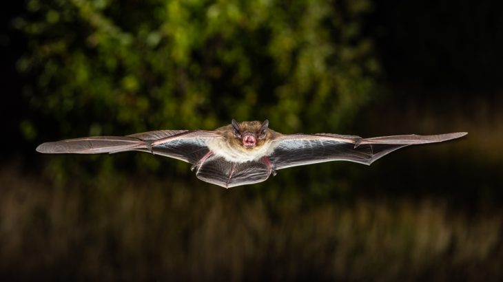 A study led by scientists at the Leibniz Institute for Zoo and Wildlife Research describes how migrating bats have mastered their own style of cruise control.