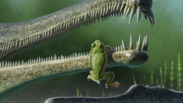 Paleontologists at Virginia Tech have identified the fossil remains of what may be the oldest frogs in North America.