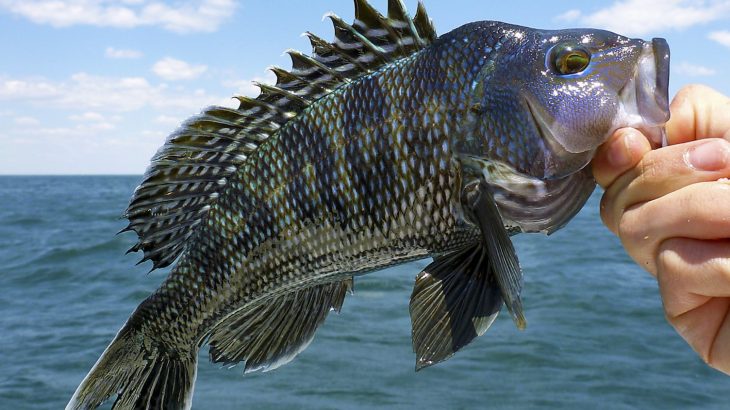 A recent Rutgers University study has found that climate change and overfishing has shrunk many of the world’s fisheries.