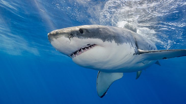 Researchers at Louisiana State University found that even though the number of shark attacks has increased over time, the risk of shark attacks remains low.