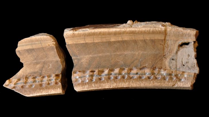 The discovery of a giant ground sloth fossil has helped shed light on a year in the life of the sloth as it’s diet changed to adapt to variations in climate and vegetation.