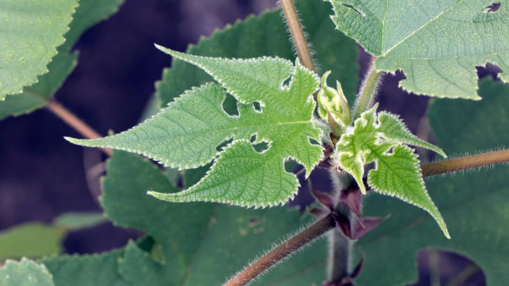 A genome study of the paper mulberry has revealed the tree evolved its fibrous inner bark around 31 million years ago, long before it was first used for bookmaking.