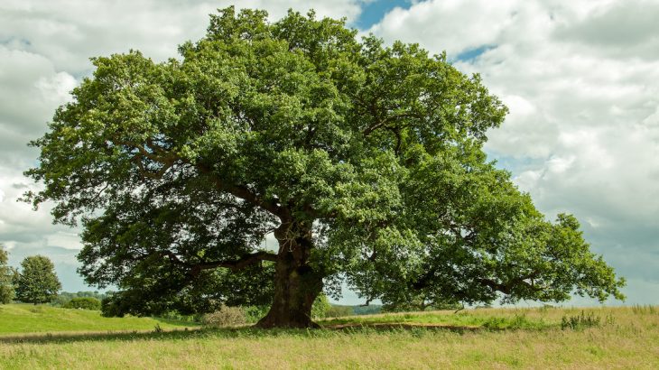 Scientists from six universities are reporting that native British oak trees are becoming increasingly vulnerable to pests and climate change.