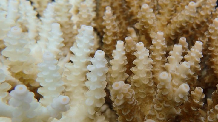 Scientists have found that dramatic changes in ocean salinity trigger the same stress response in corals as extreme heat.