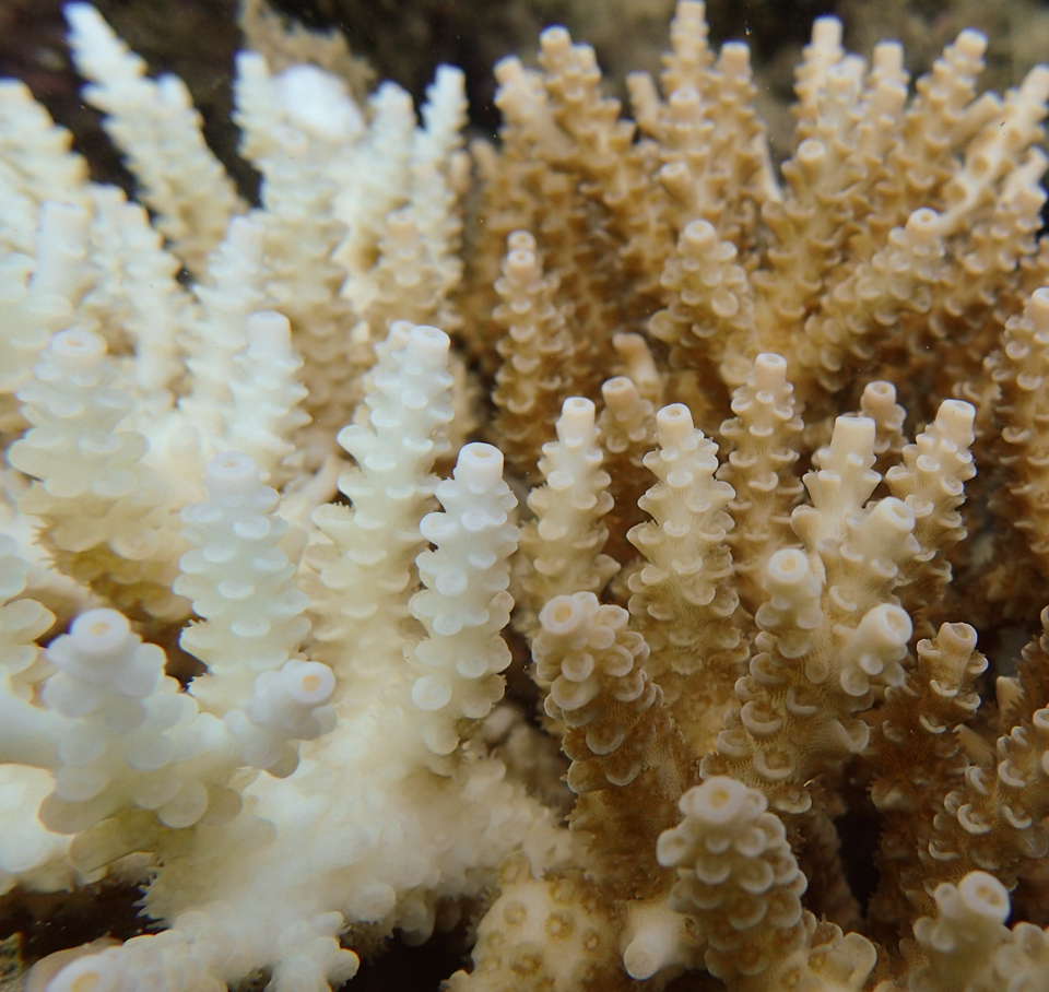 Coral reefs are also threatened by freshwater flooding
