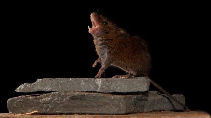 Researchers from NYU have discovered the brain circuit that could be responsible for the ability to have high-speed, back-and-forth conversation.