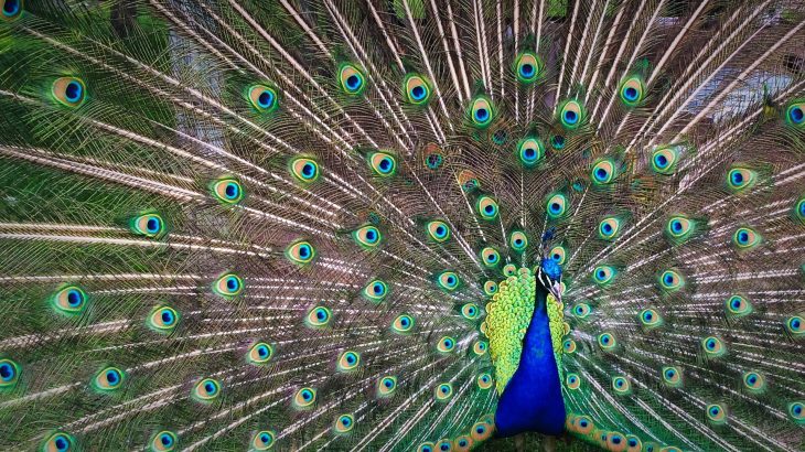 peacock decadence evolution