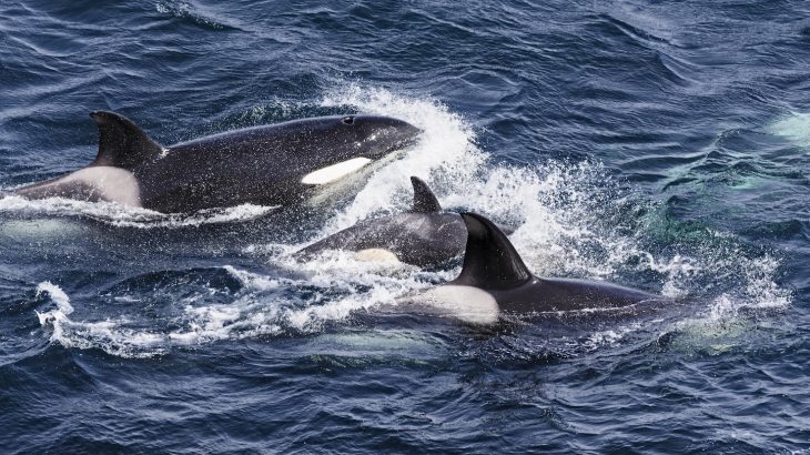 Scientists have discovered that Britain's killer whales may be headed for extinction after chemical pollutants have caused the females to become sterile.