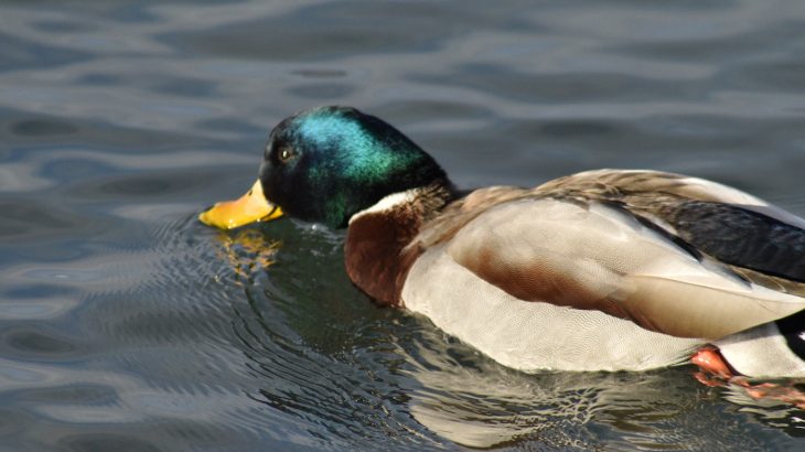 Researchers from Yale University are studying the ultra-sensitive skin found on duck and waterfowl bills in an effort to better understand how human touch works.