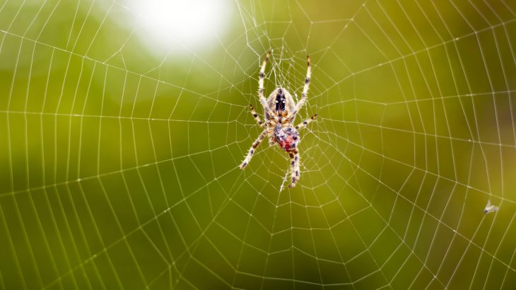 A research team from MIT have found that spider silk contains a property that could be useful in the development of artificial, robotic muscle.