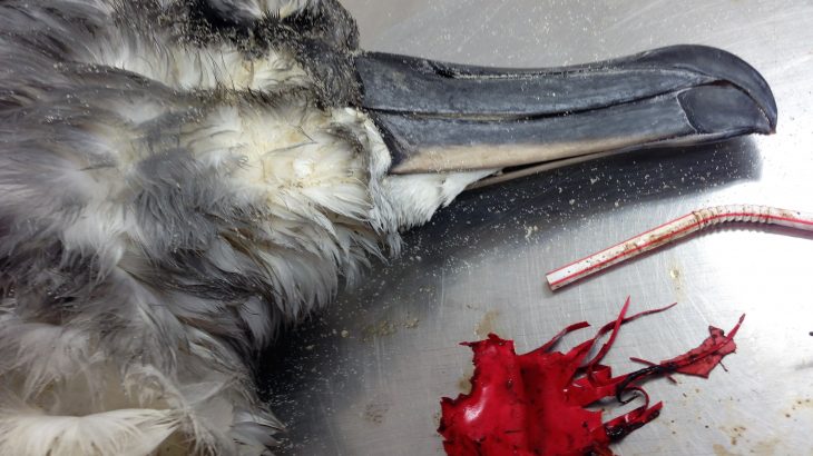 A new study from the University of Tasmania has revealed that balloons pose the biggest threat to seabirds of any type of plastic debris.