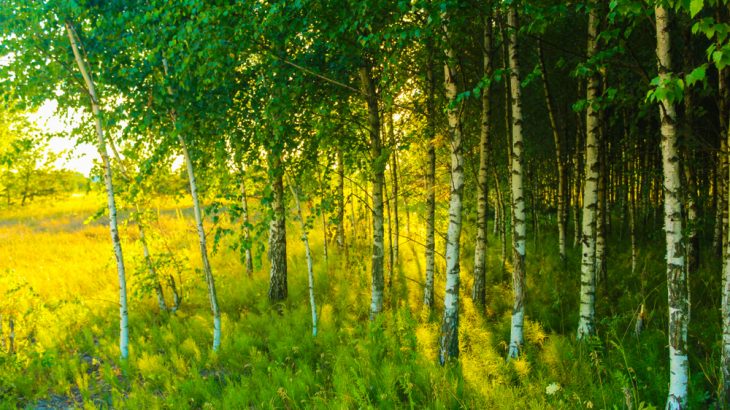 Tree planting programs in India and China are helping to add new greenery to the Earth on a major scale.