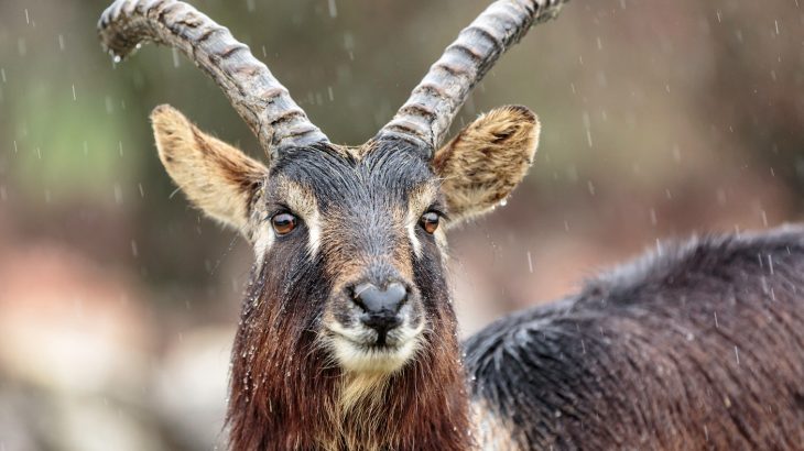 Ecologists investigated how potential changes in land cover may impact the geographic distributions of about 19,400 species worldwide.