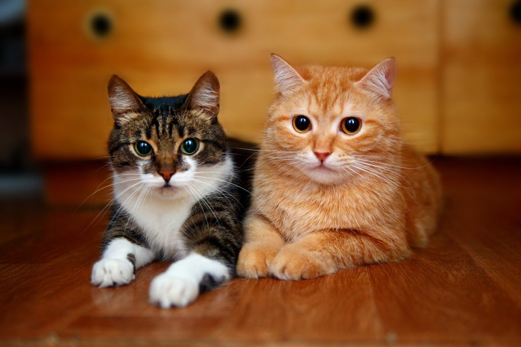 Can FIV positive and negative cats live together? •