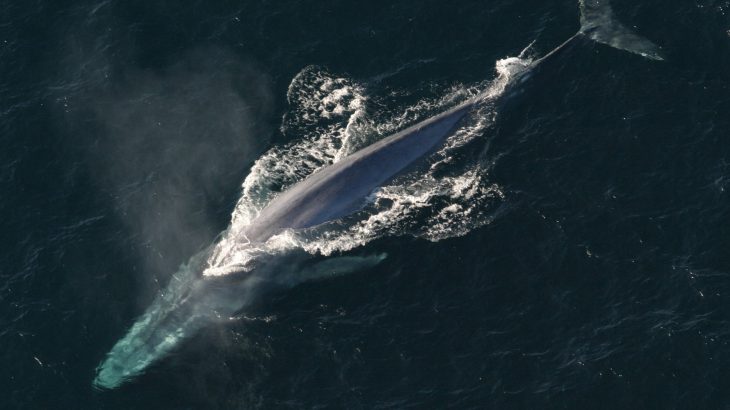 Researchers from the UC Santa Cruz discovered that some blue whales stop feeding on deep patches of krill when they encounter sonar.