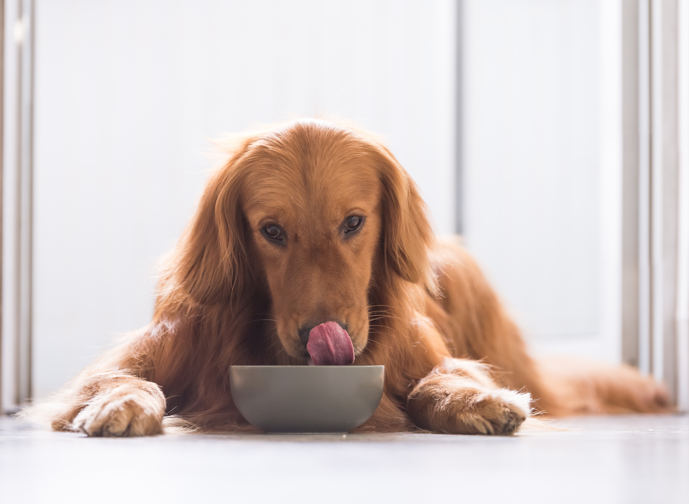 Harmful Bacteria Found In Dog Food Containing Raw Meat Earth